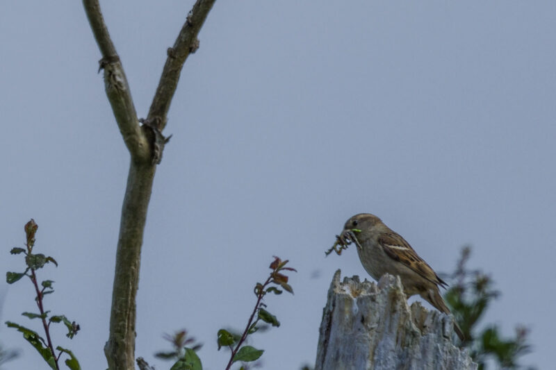 Moineau domestique femelle avec nourriture